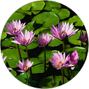 Sangita Yadav profile picture